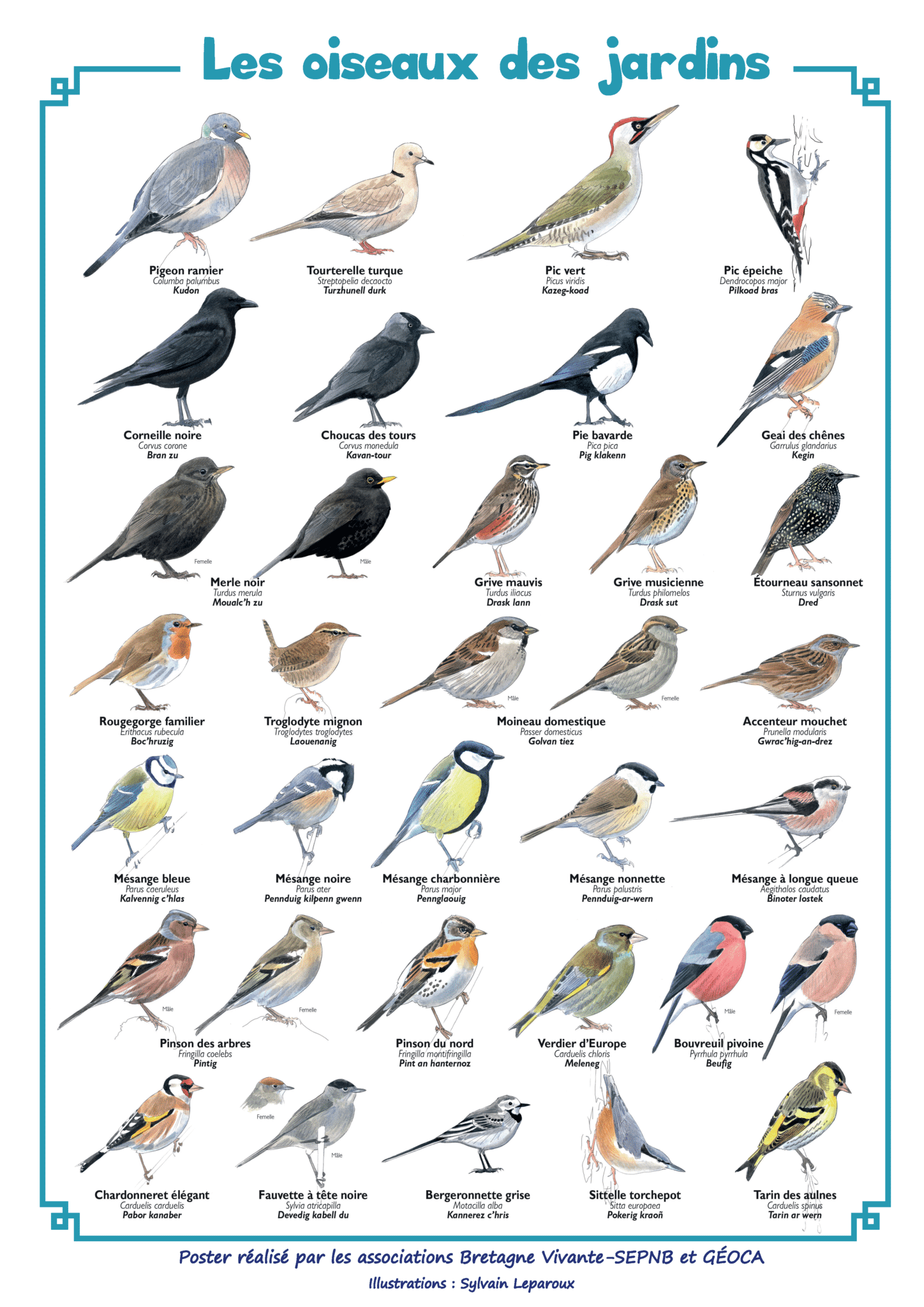 poster-les-oiseaux-des-jardins